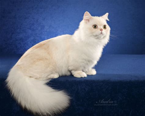 Napoleón Chat.